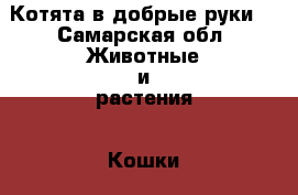 Котята в добрые руки  - Самарская обл. Животные и растения » Кошки   . Самарская обл.